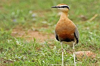 indian courser